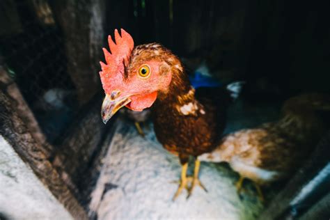 epekto ng belamyl sa manok|Paano Alagaan ang Manok.
